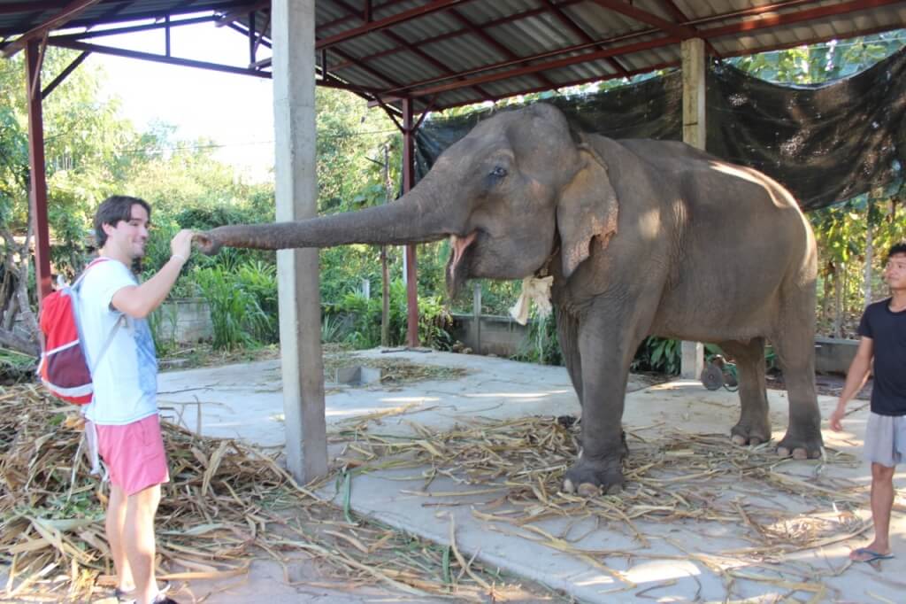 Alimentando o elefante