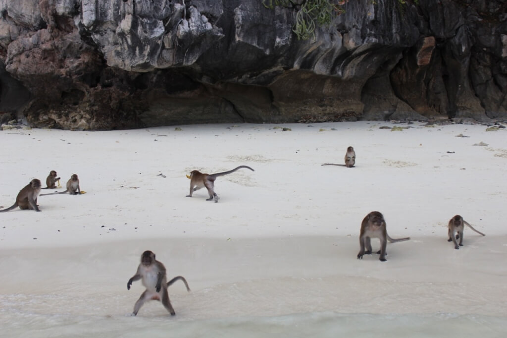 Recepção dos macacos