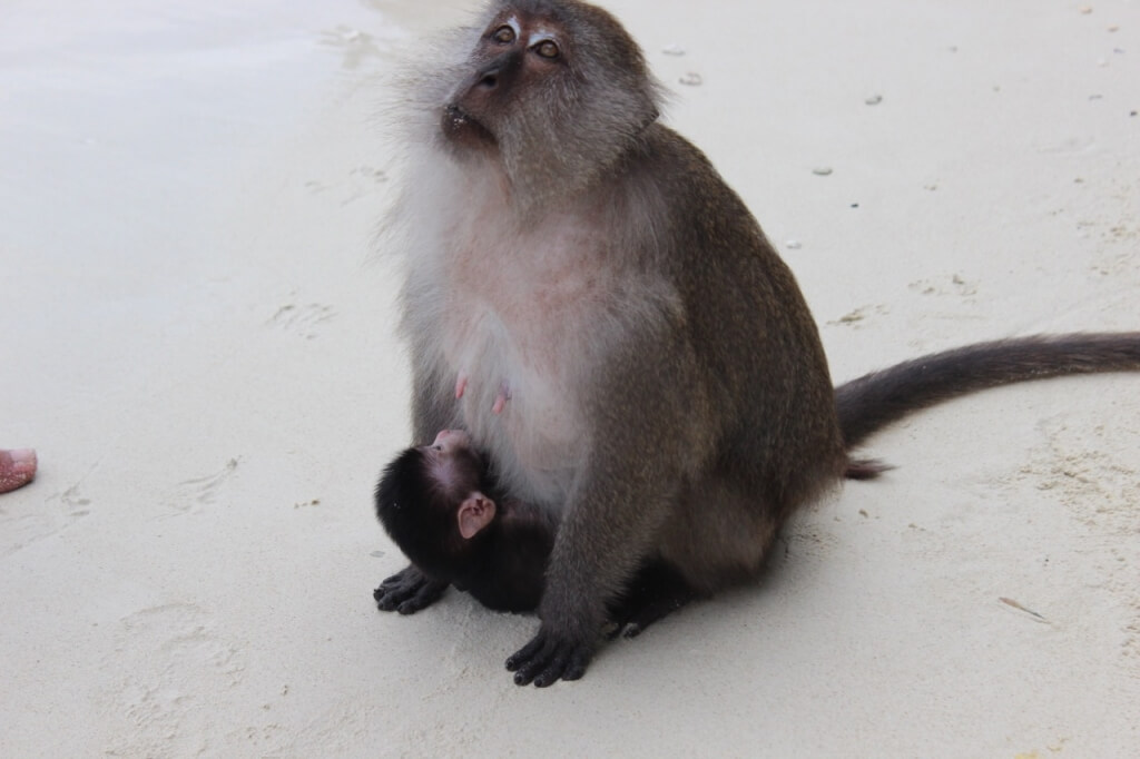 Mamãe macaca